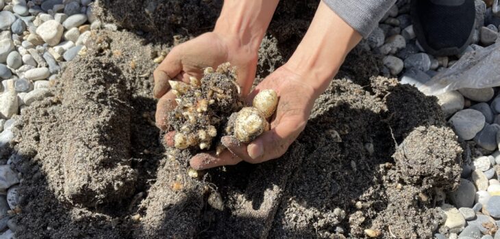 ECONOMIA, LA DI COLTIVAZIONE DELLA GASTRODIA AIUTA LE AREE RURALI, Mirabile Tibet