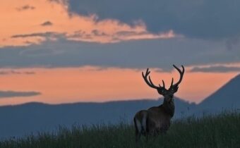 TIBET, ECCO IL SANTUARIO DEGLI ANIMALI, Mirabile Tibet