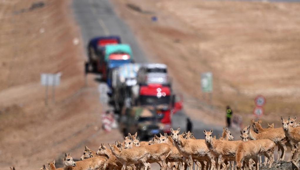 NEL TIBET, LE AUTOSTRADE PROTEGGONO LE ANTILOPI, Mirabile Tibet