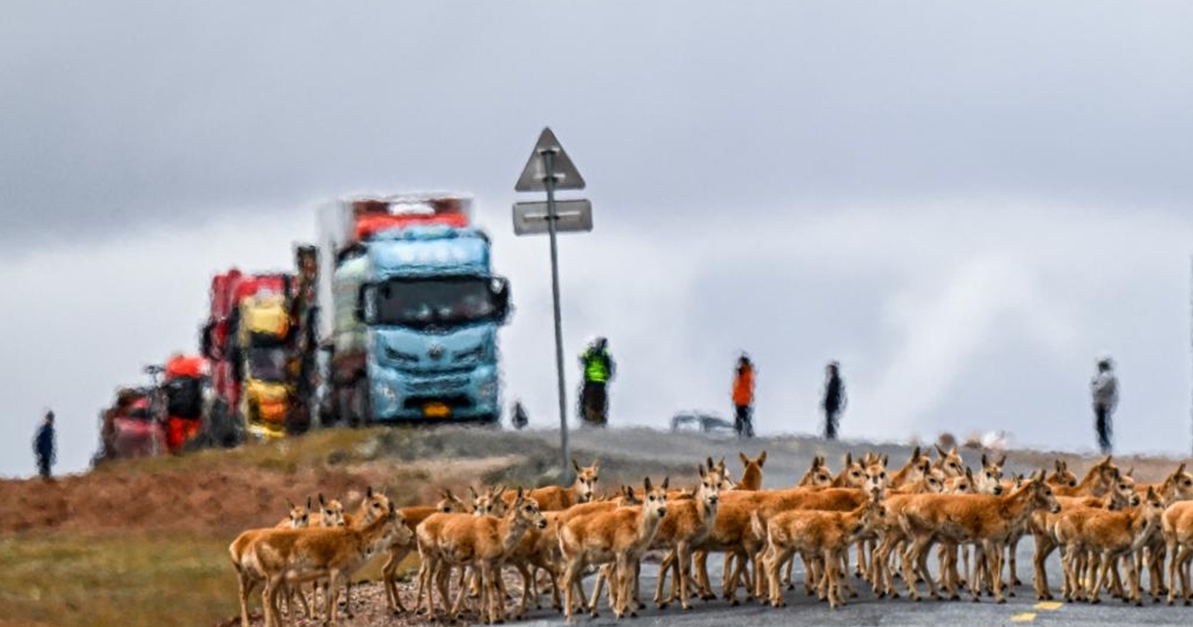 NEL TIBET, LE AUTOSTRADE PROTEGGONO LE ANTILOPI, Mirabile Tibet