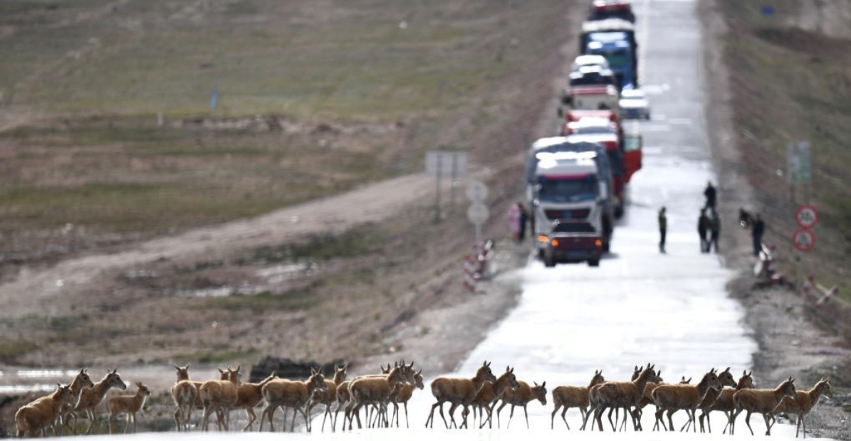 NEL TIBET, LE AUTOSTRADE PROTEGGONO LE ANTILOPI, Mirabile Tibet