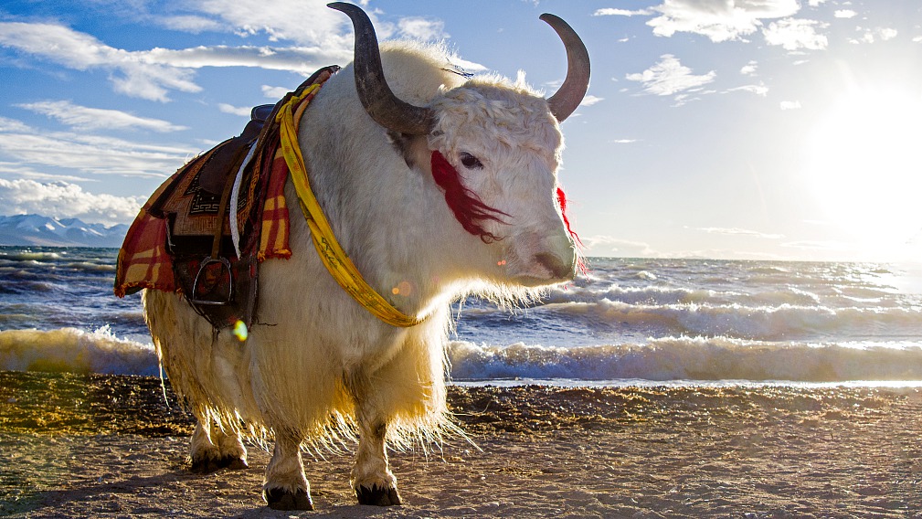 DA BIOMASSA A SOLARE: LA TRANSIZIONE DEL TIBET, Mirabile Tibet