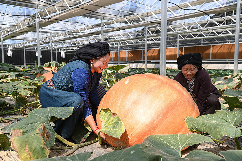 ZUCCHE GIGANTI E PARCHI AGRICOLI DEL TIBET, Mirabile Tibet