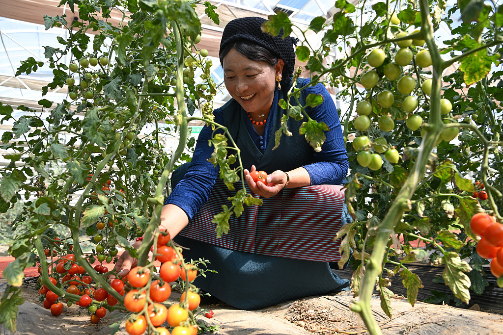 ZUCCHE GIGANTI E PARCHI AGRICOLI DEL TIBET, Mirabile Tibet