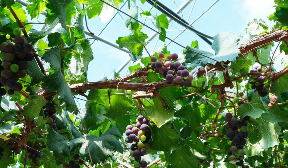 ZUCCHE GIGANTI E PARCHI AGRICOLI DEL TIBET, Mirabile Tibet