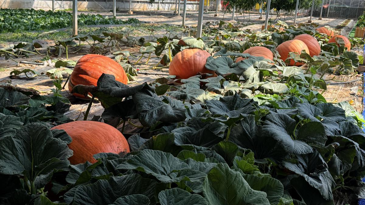 ZUCCHE GIGANTI E PARCHI AGRICOLI DEL TIBET, Mirabile Tibet