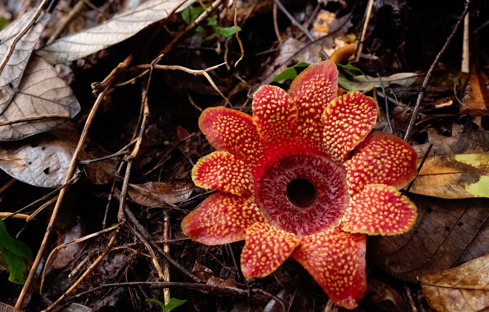 IL TIBET, LO YUNNAN E I MIRACOLI DELLA NATURA, Mirabile Tibet