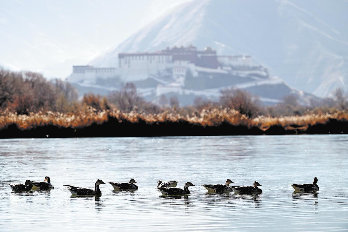 A LHASA, LA ZONA UMIDA PI&Ugrave; ALTA DEL MONDO, Mirabile Tibet