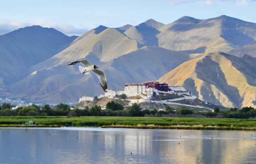 A LHASA, LA ZONA UMIDA PI&Ugrave; ALTA DEL MONDO, Mirabile Tibet