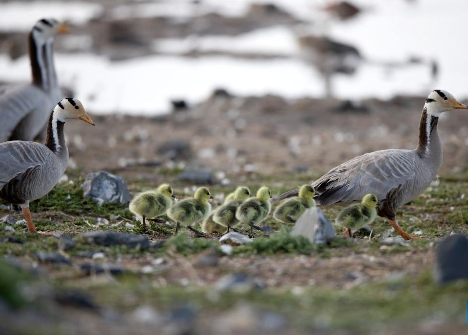 QINGHAI-TIBET, ZONE UMIDE E TECNOLOGIA, Mirabile Tibet