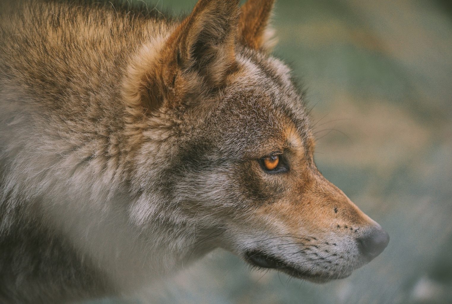 LUPI TIBETANI ED EQUILIBRI ECOLOGICI, Mirabile Tibet