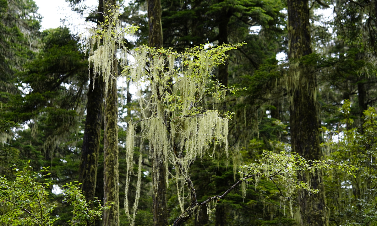 MIRABILE TIBET: ODE ALLA &lsquo;BARBA D&rsquo;ALBERO&rsquo;, Mirabile Tibet
