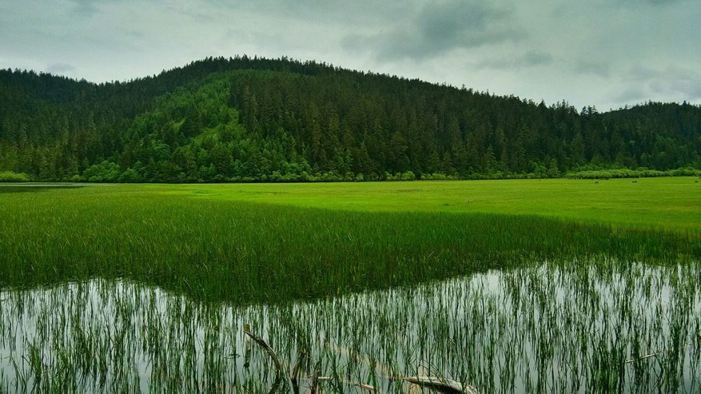 MIRABILE TIBET: ODE ALLA &lsquo;BARBA D&rsquo;ALBERO&rsquo;, Mirabile Tibet