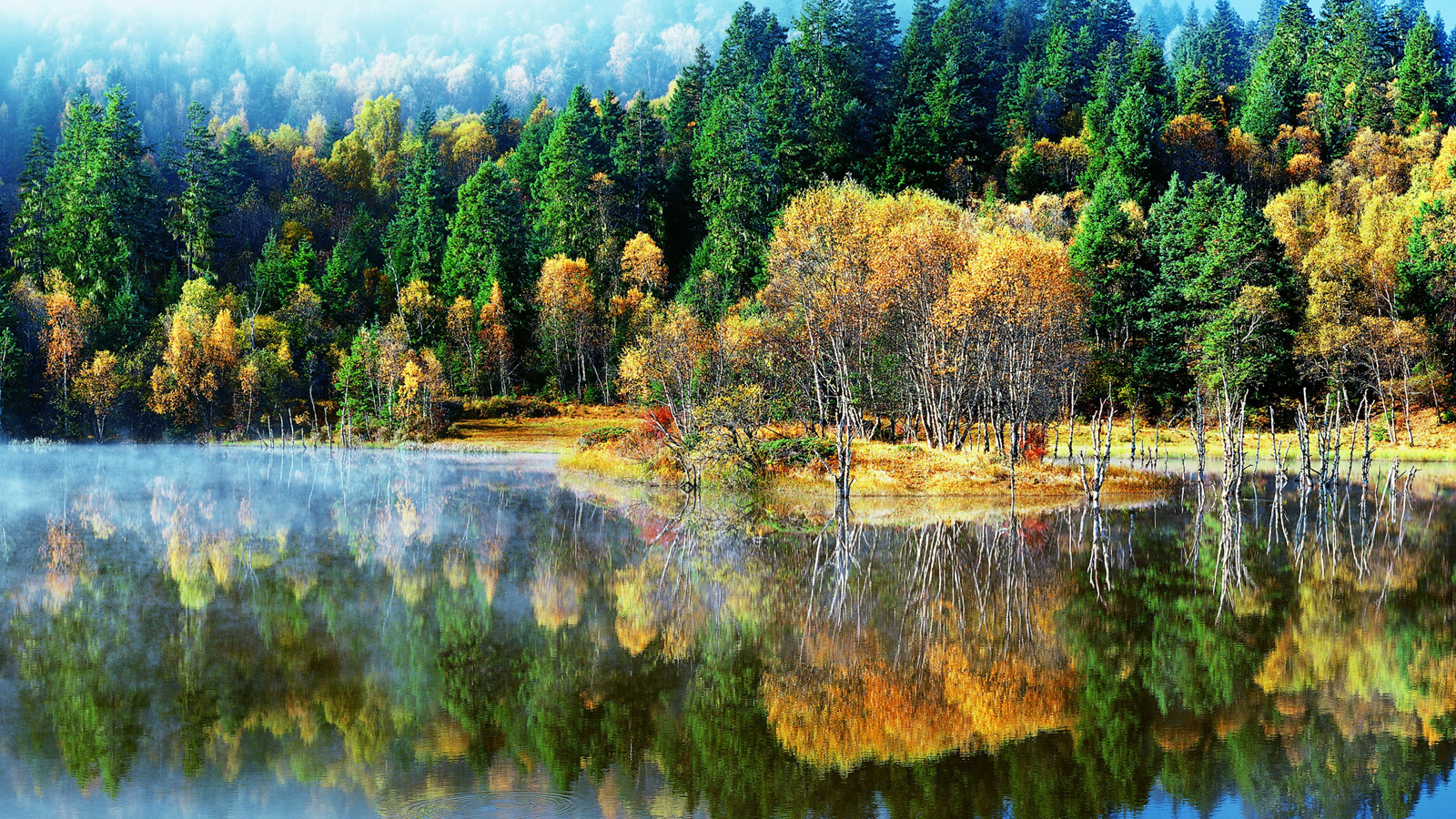 MIRABILE TIBET: ODE ALLA &lsquo;BARBA D&rsquo;ALBERO&rsquo;, Mirabile Tibet