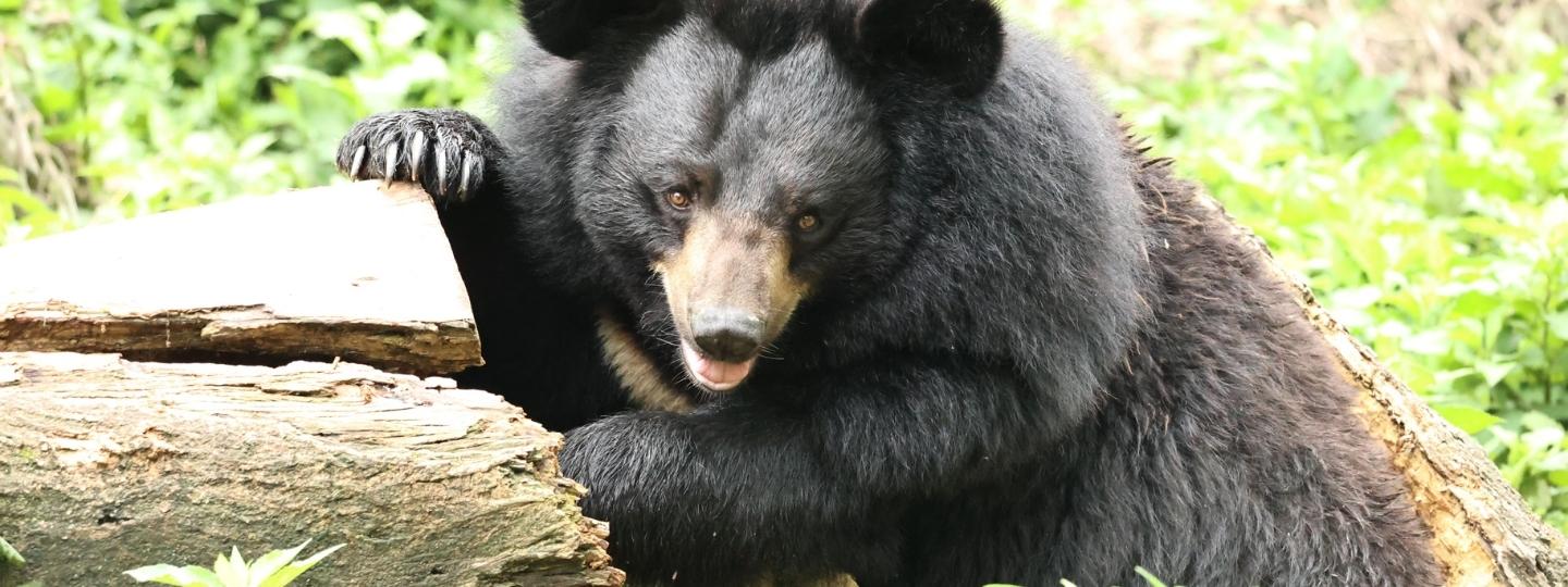 FAUNA TIBETANA: TRE AVVISTAMENTI E UN SALVATAGGIO, Mirabile Tibet