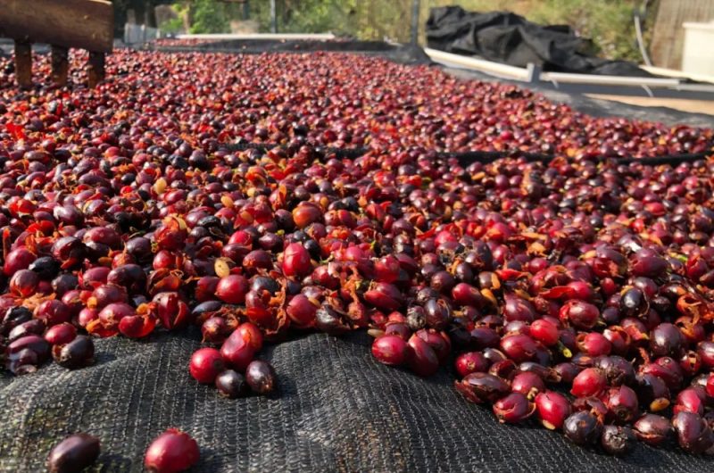 IL CAFFÈ TIBETANO ACCLAMATO A PARIGI, Mirabile Tibet