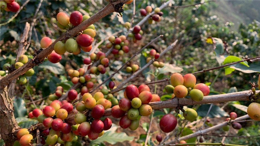 IL CAFFÈ TIBETANO ACCLAMATO A PARIGI, Mirabile Tibet
