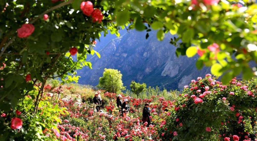 ROSE DI DAMASCO NEL QINGHAI-TIBET, Mirabile Tibet