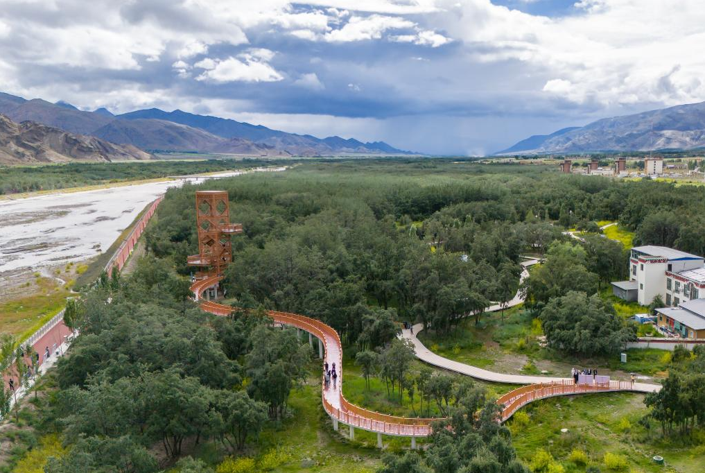 GREEN TIBET: l&rsquo;OLIVELLO SPINOSO, Mirabile Tibet