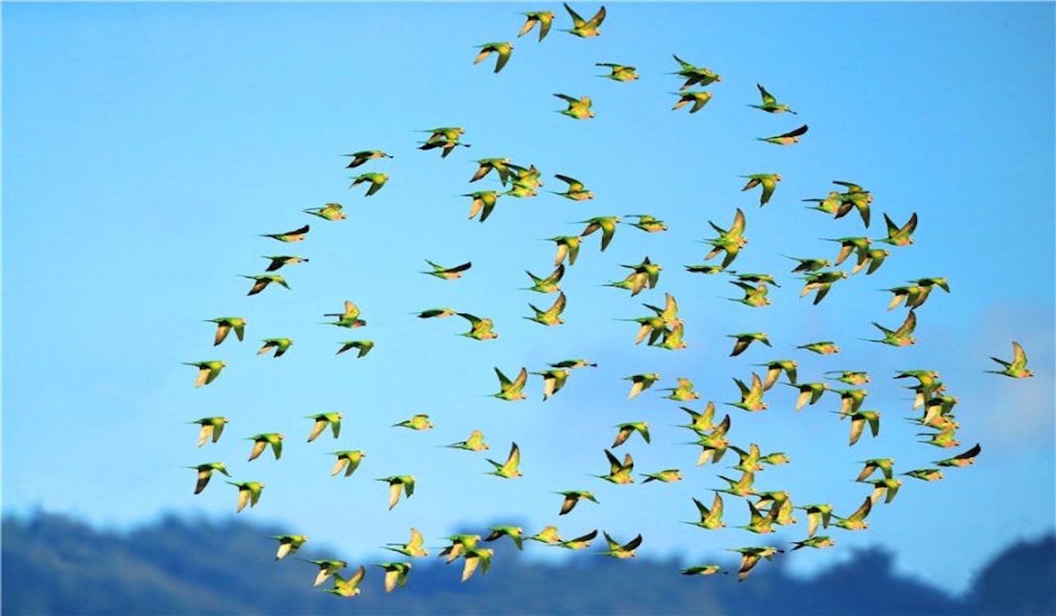 FAUNA TIBETANA: IL VILLAGGIO DEI PARROCCHETTI, Mirabile Tibet