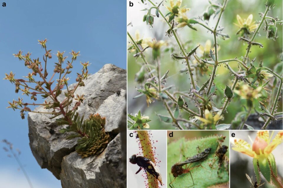 FLORA TIBETANA: LA PIANTA CHE CONFERMA DARWIN, Mirabile Tibet